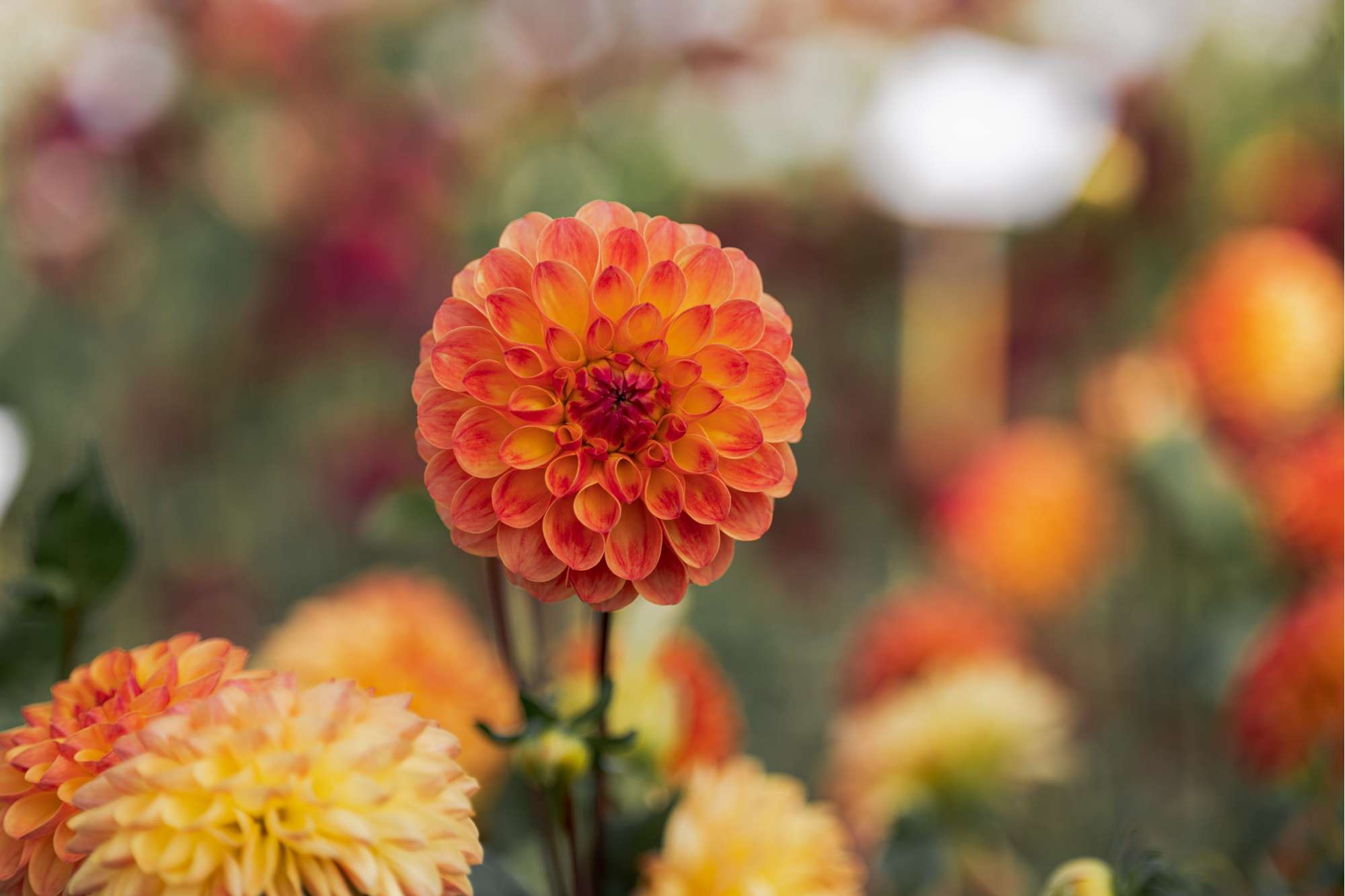 Dahlia Jowey Chantal